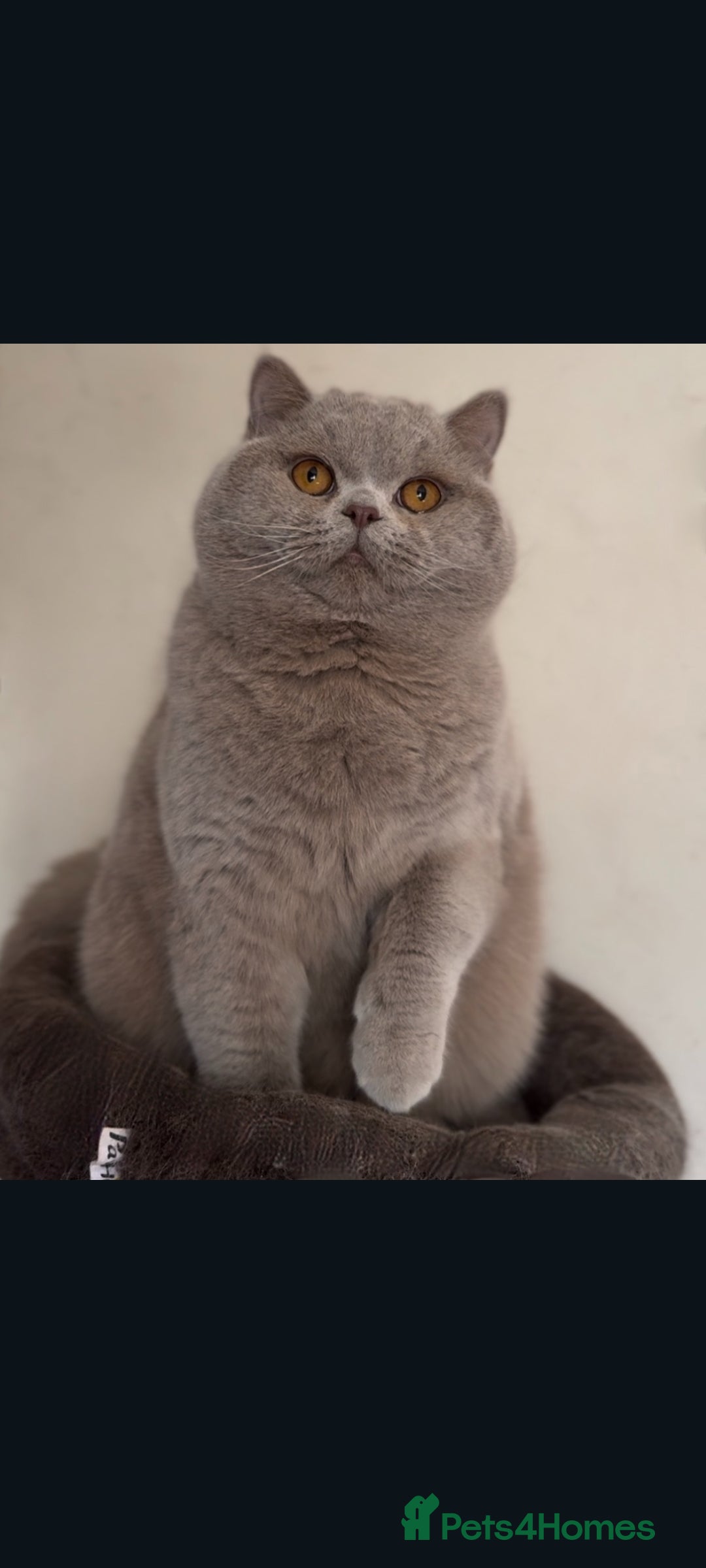 British Shorthair cats Beautiful Lilac Champion For Stud Duties - Advert 15
