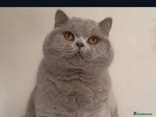 British Shorthair cats Beautiful Lilac Champion For Stud Duties - Advert 15