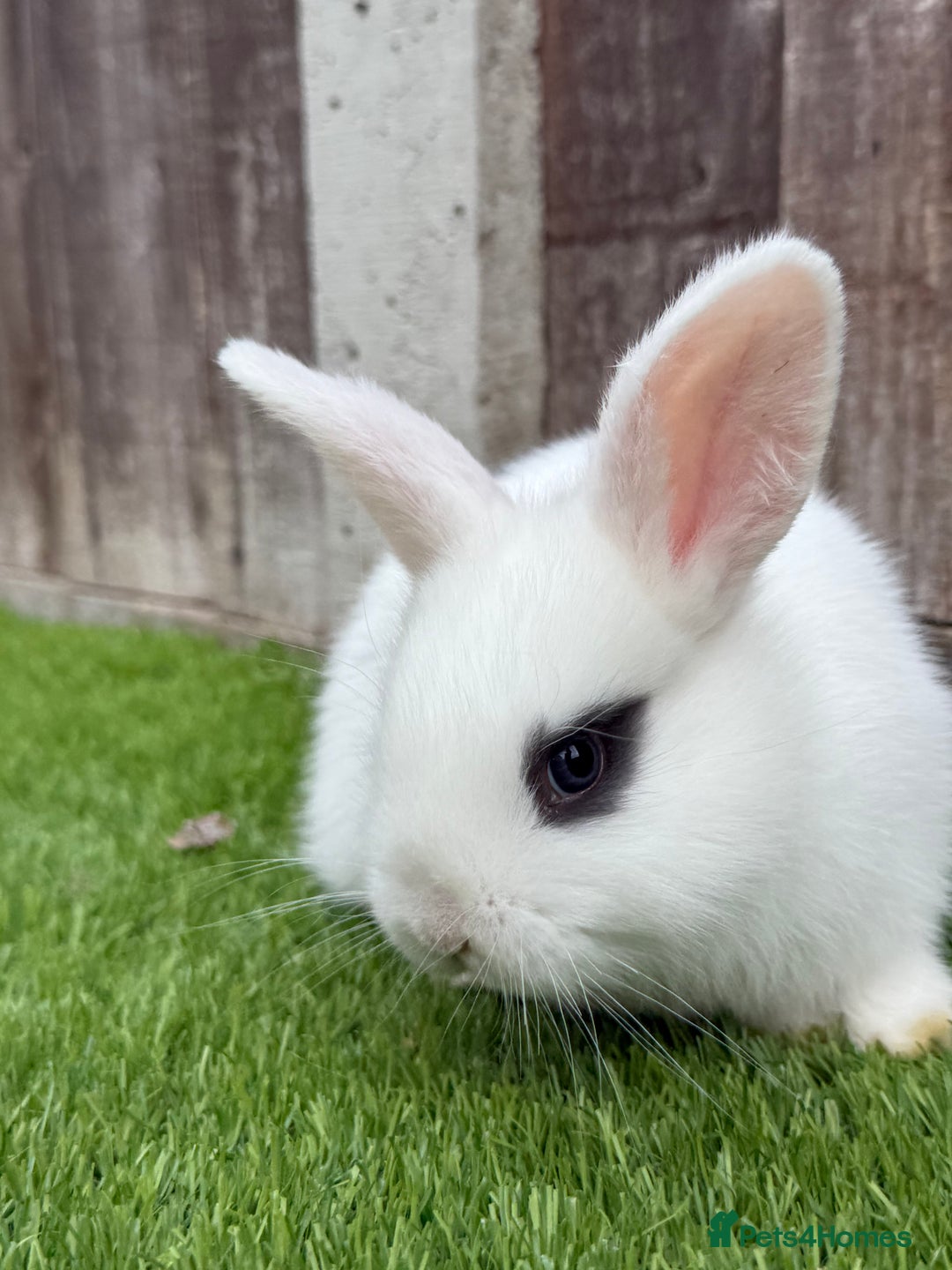 Mini Lop rabbits for sale: Mini Lop Rabbit  - Image 6