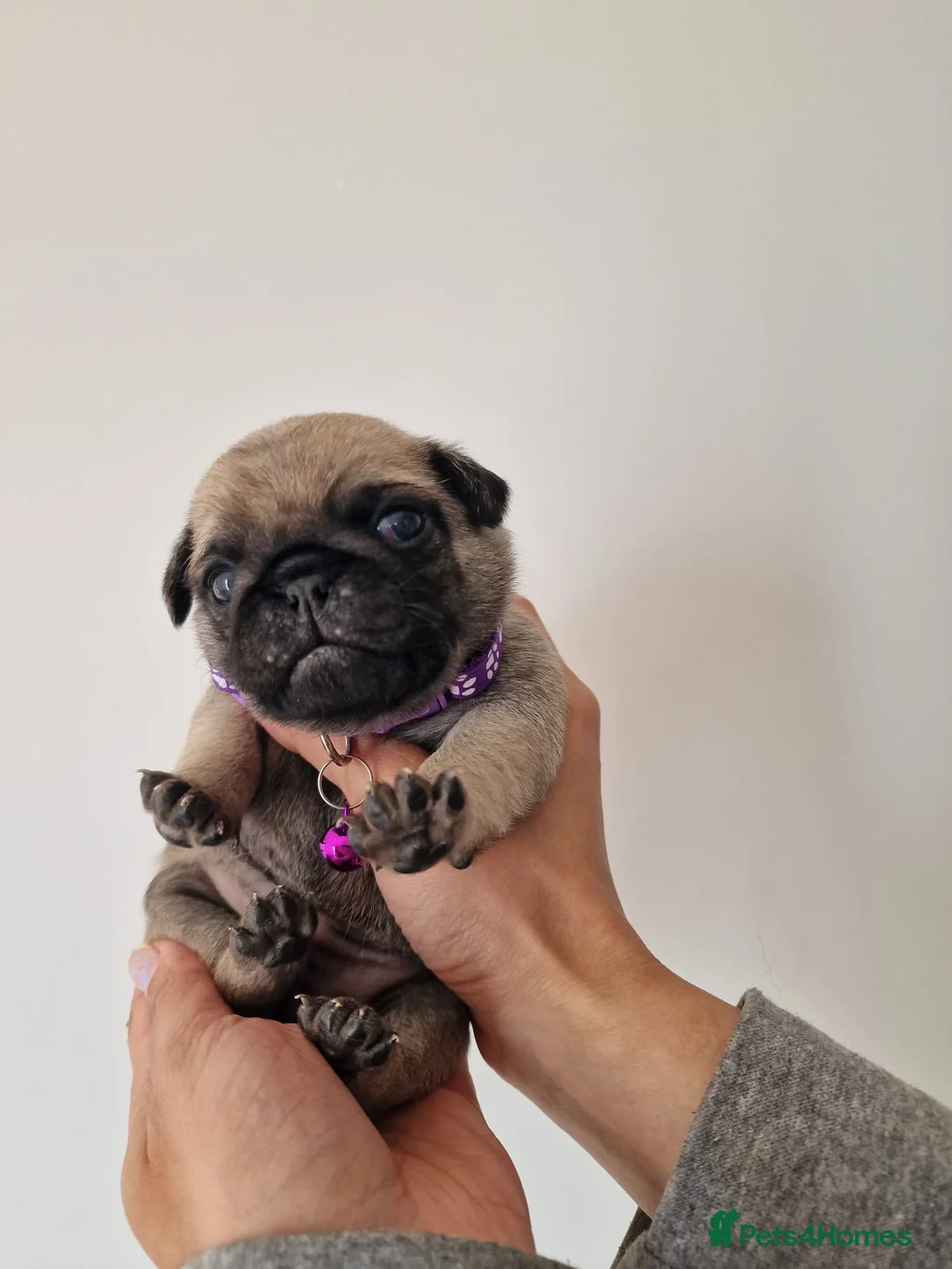 Pug dogs for sale: 🐾Beautiful Pug Puppies 🐾 - Advert 2