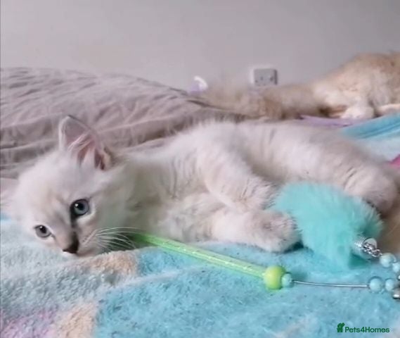 Ragdoll cats Blue lynx ragdoll kitten - Advert 2