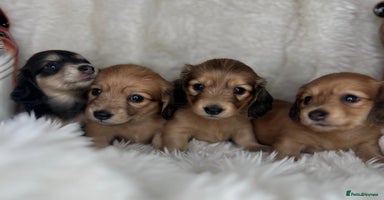 Dachshund dogs - Advert 2