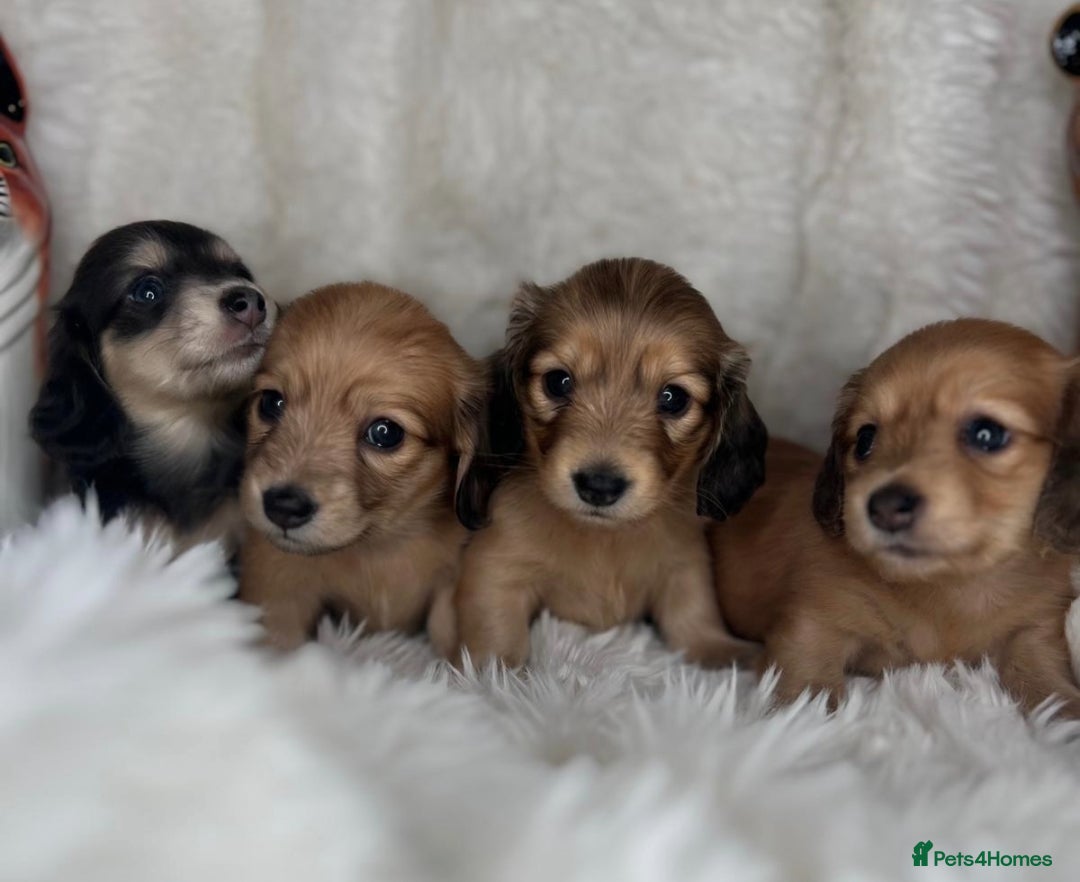 Dachshund dogs for sale: Cream (shaded) long haired dachshunds  - Image 2