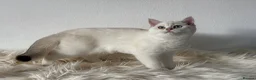 British Shorthair cats for sale: TICA Beautiful British Shorthair Kittens - Advert 11