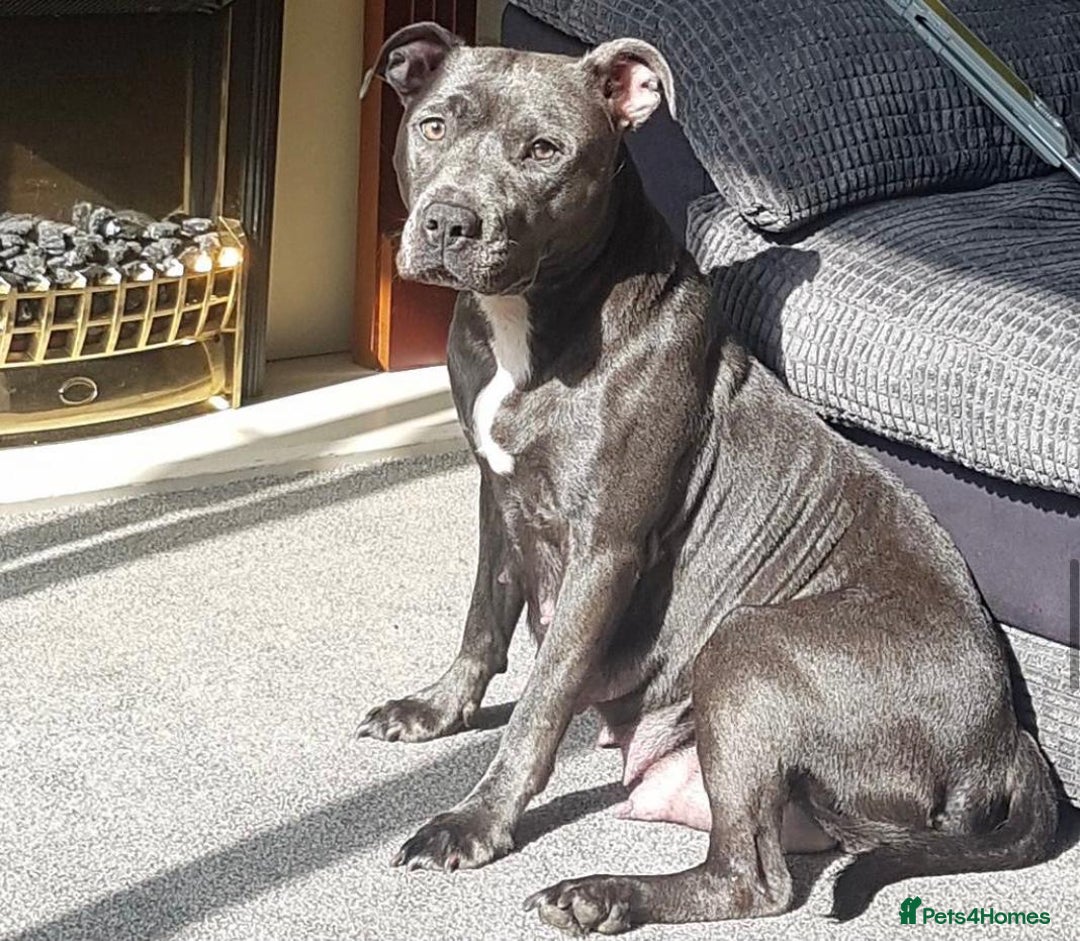 Staffordshire Bull Terrier dogs for sale: Beautiful blue Staffordshire bull terrier puppies  - Image 17