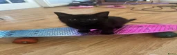 Mixed Breed cats for sale: 4 kittens reader for a new home - Advert 3