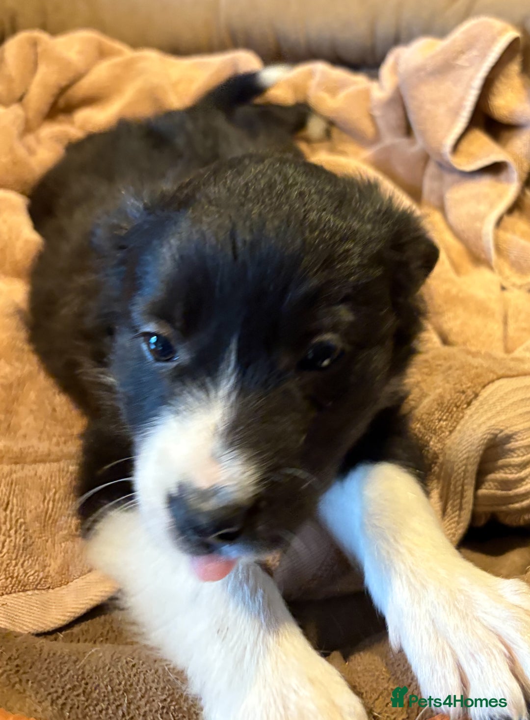 Border Collie dogs for sale: Border Collie Puppies - Image 4