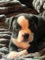 American Bully Puppy 9