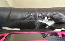 Mixed Breed cats for sale: 3 kittens for rehoming - Image 6