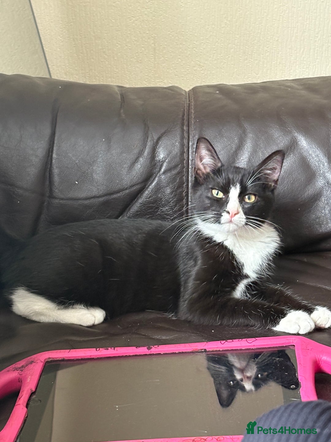 Mixed Breed cats for sale: 3 kittens for rehoming - Image 6