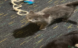 Domestic Shorthair cats for sale: Cute kittens in Dagenham - Image 28