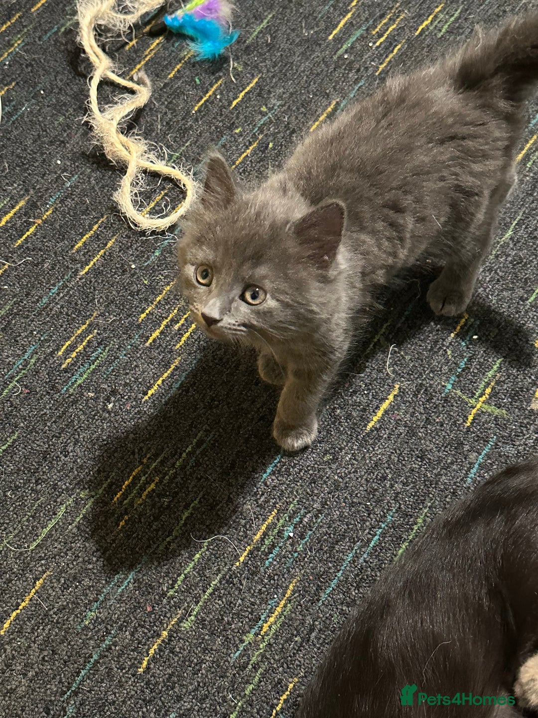 Domestic Shorthair cats for sale: Cute kittens in Dagenham - Image 28
