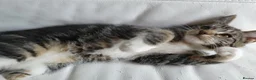 Maine Coon cats for sale: 2 Maine Coon Cross kittens for sale - Advert 18