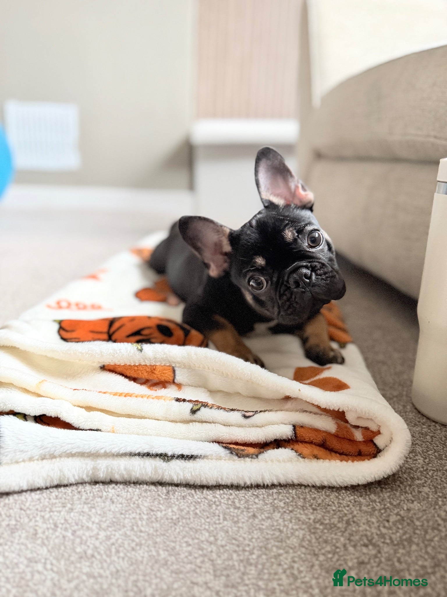 French Bulldog dogs 10 month old Frenchie🤎 - Advert 1
