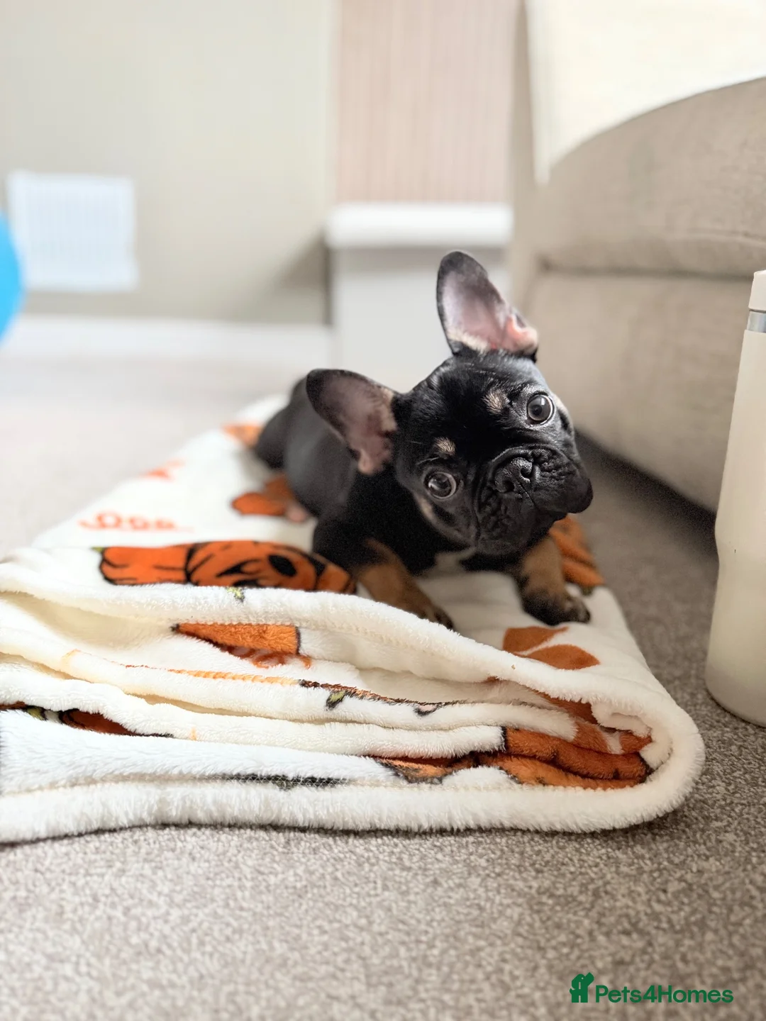 French Bulldog dogs for sale: 10 month old Frenchie🤎 in Scarborough - Advert 1