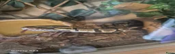 Python Snake reptiles for sale: Complete 4ft Vivexotic Stack & 4 Ball Pythons. in Chatham - Advert 12