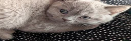 Selkirk Rex cats for sale: 😻 Beautiful Selkirk Rex Kittens 😻 - Advert 14