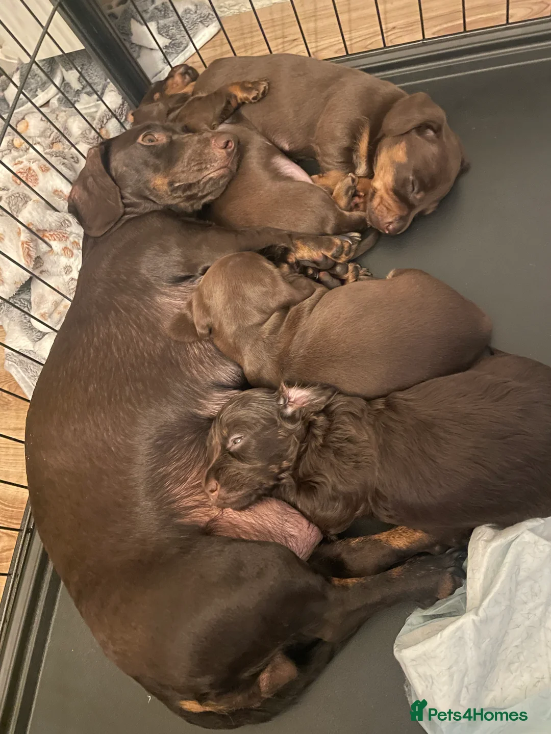 Miniature Dachshund dogs for sale: Gorgeous Miniature Dachshund puppies 4 sale London in London - Advert 2