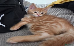 Maine Coon cats for sale: Stunning Maine Coon Kittens - Ready NOW -  - Image 2