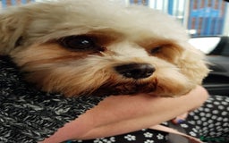 Cavapoo dogs for sale: Loving home needed for two beautiful cavapoos - Image 5