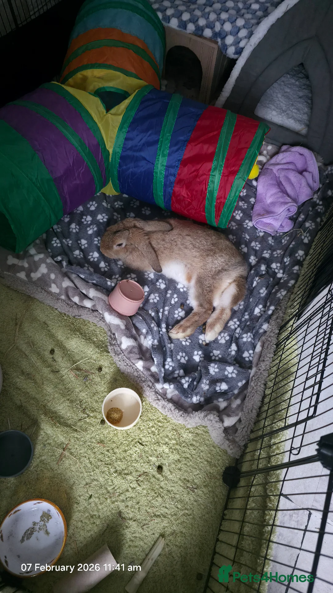 Dwarf Lop rabbits for sale: Dwarf Bunny  in London - Advert 6