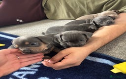 Mixed Breed dogs for sale: Unreal Frenchweiner puppy’s 🥹 - Image 19