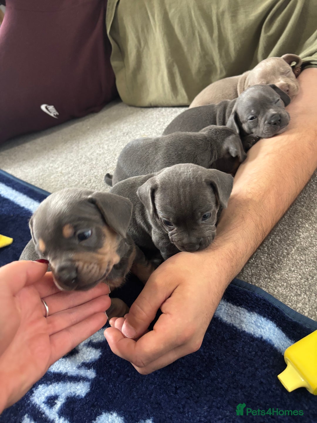 Mixed Breed dogs for sale: Unreal Frenchweiner puppy’s 🥹 - Image 19