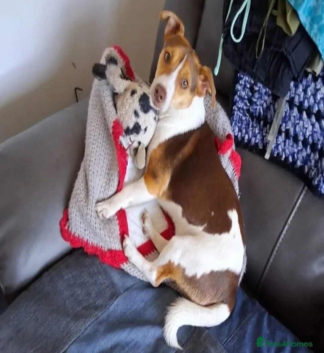 Jack Russell dogs for stud: Miniature Jack Russell Terrier  - Advert 2