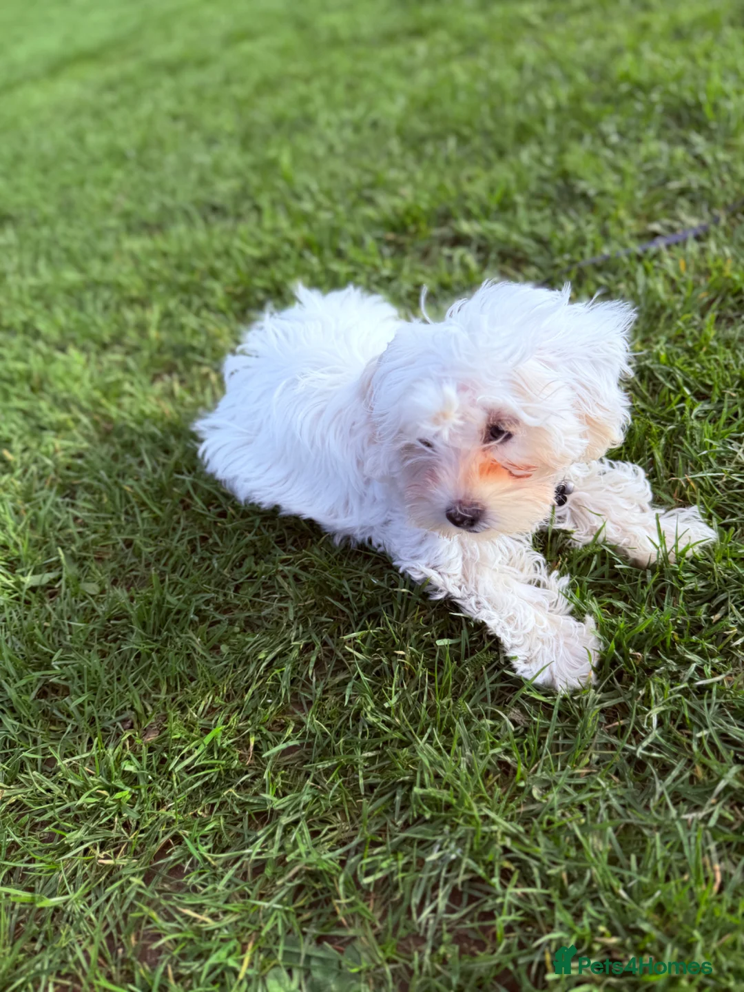 Havanese dogs for sale: Cute Bichon Puppy for Sale - Advert 2