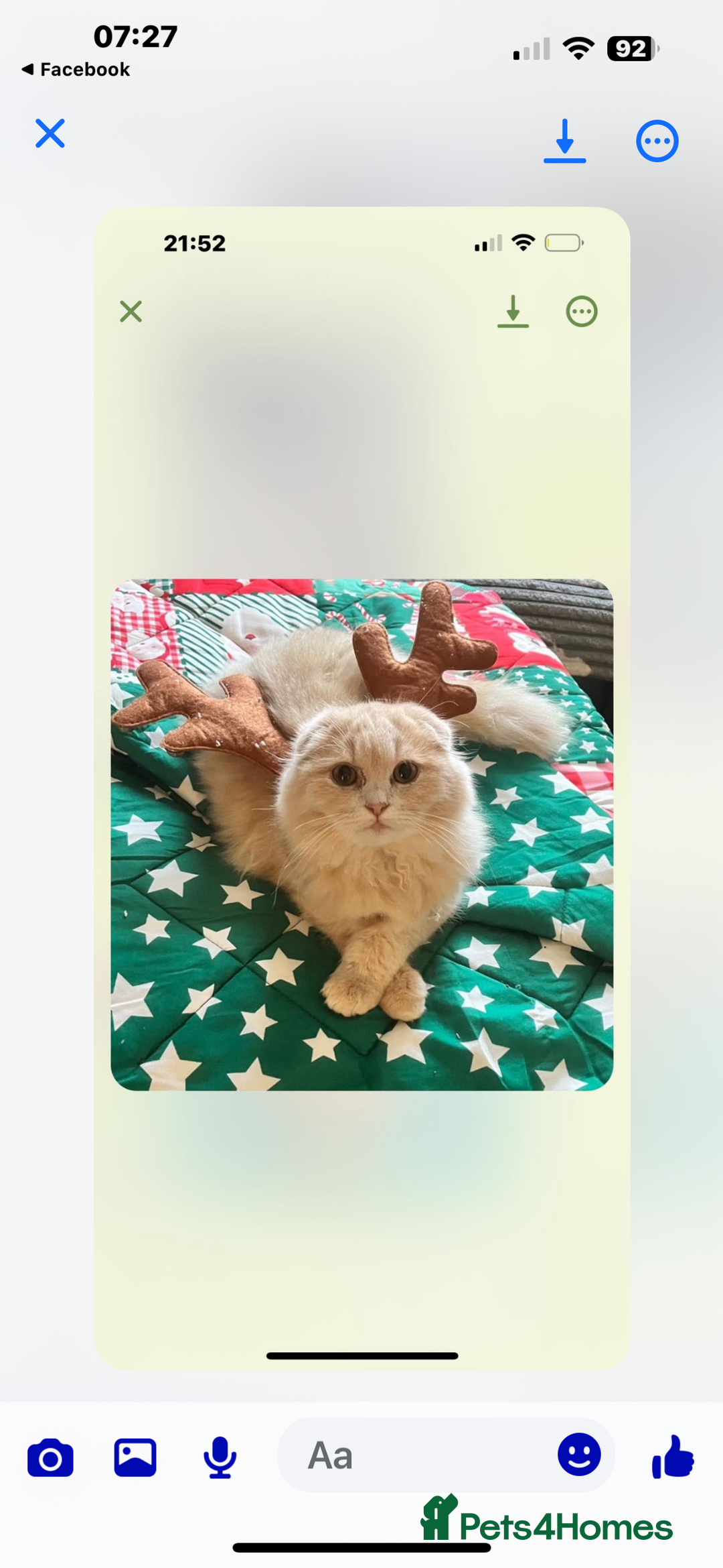 Scottish Fold cats for sale: Male Scottish fold - Image 6