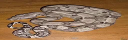 Boa Snake reptiles for sale: Arctic & Anery het Sharp boas - Advert 10