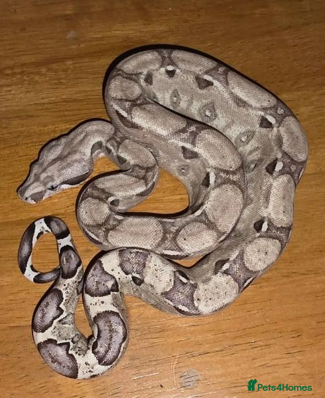 Boa Snake reptiles for sale: Arctic & Anery het Sharp boas - Advert 10