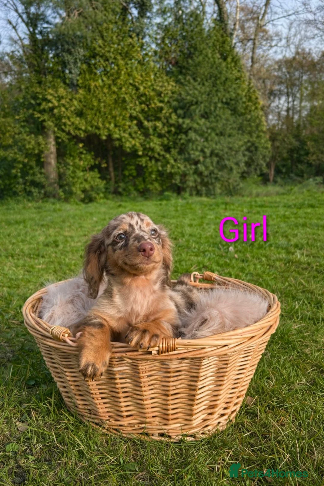 Dachshund dogs for sale: KC Registered Dachshund Puppies  in Liphook - Advert 2