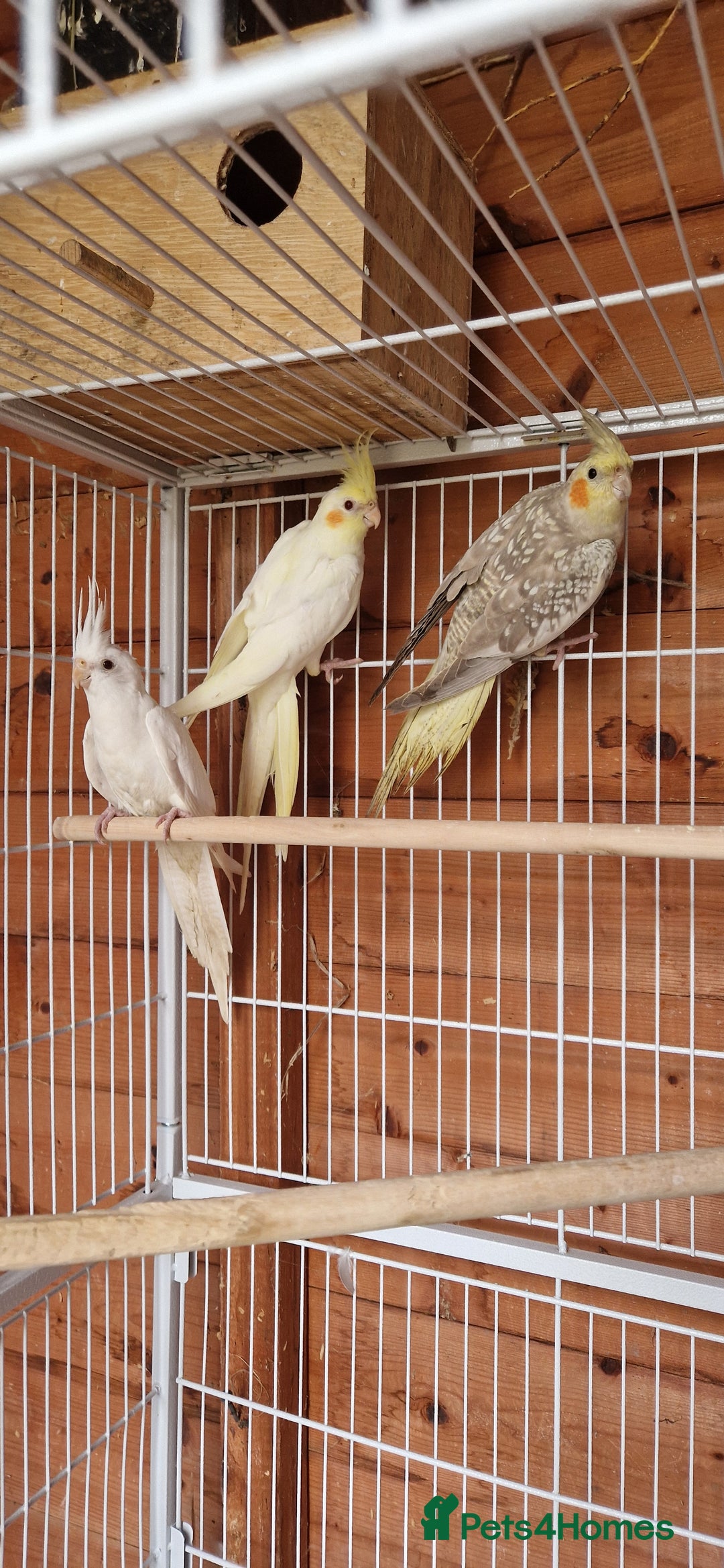 Cockatiels birds for sale: Mixed young cockatiels  - Image 1