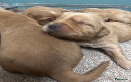 Goldendoodle dogs for sale: F1 goldendoodle puppies. - Image 4