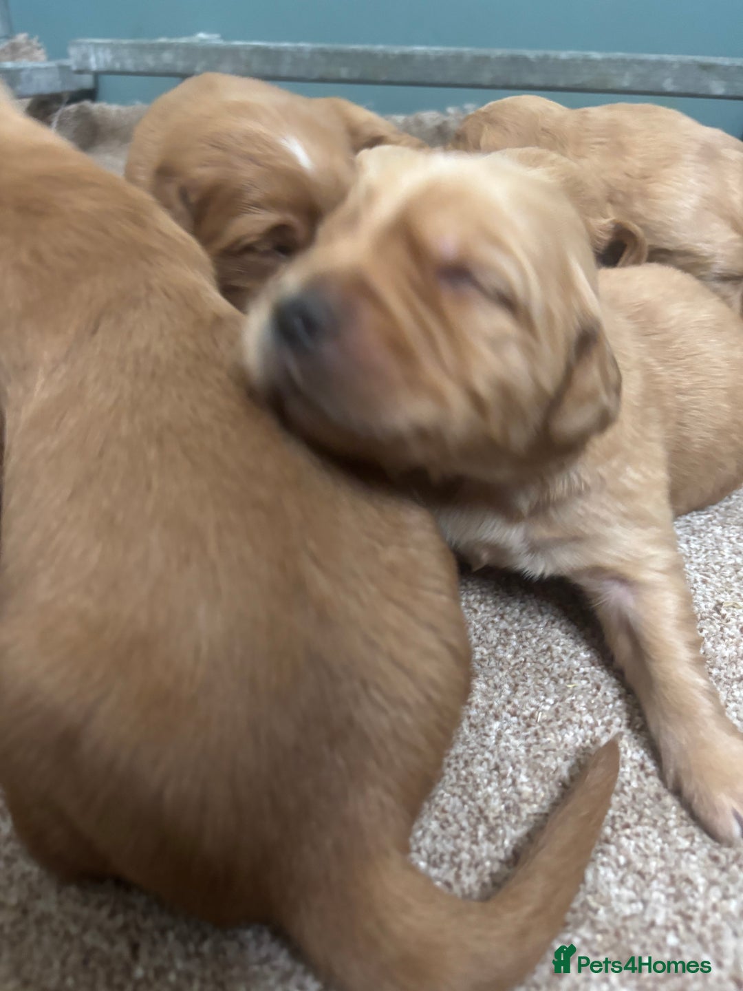 Goldendoodle dogs for sale: F1 goldendoodle puppies. - Image 4