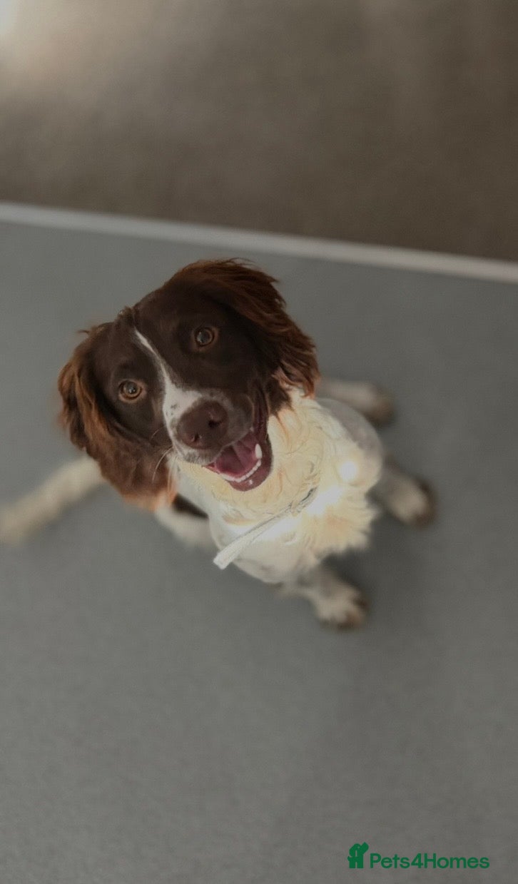 English Springer Spaniel dogs Milo - Springer Spaniel - Advert 1