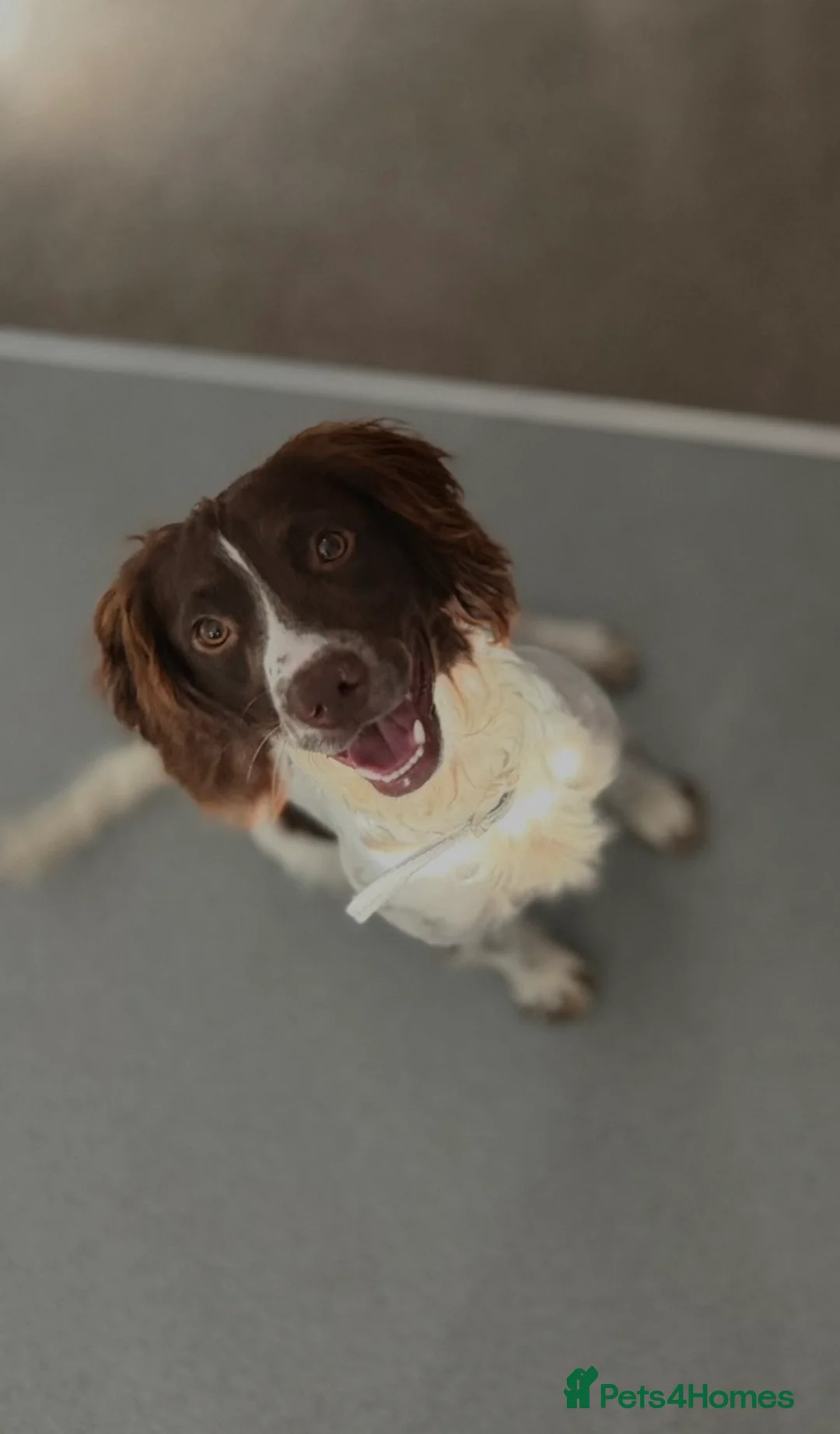 English Springer Spaniel dogs for sale: Milo - Springer Spaniel in Sandbach - Advert 1