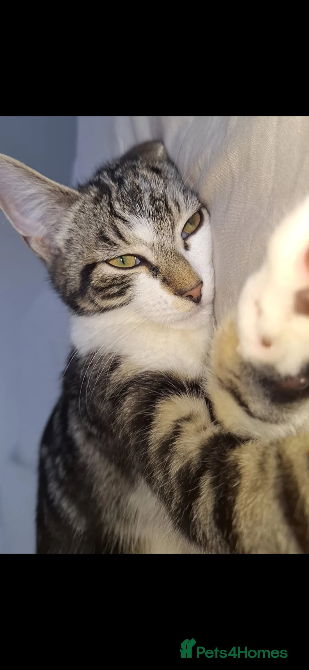 Mixed Breed cats for sale: Beautiful house cat comes with eveything needed   - Advert 1