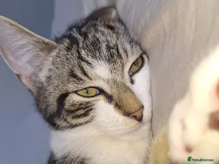 Mixed Breed cats Beautiful house cat comes with eveything needed - Advert 1