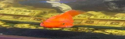 Sharks fish for sale: Tropical fish  in Port Talbot - Advert 5