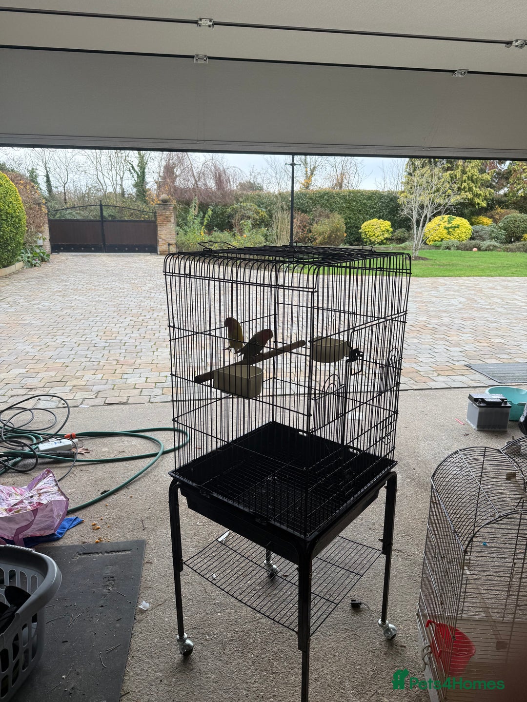 Lovebirds birds for sale: Lovebirds with cage  - Advert 4