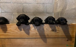 Springador dogs for sale: Stunning black/black&white springador pups - Image 7