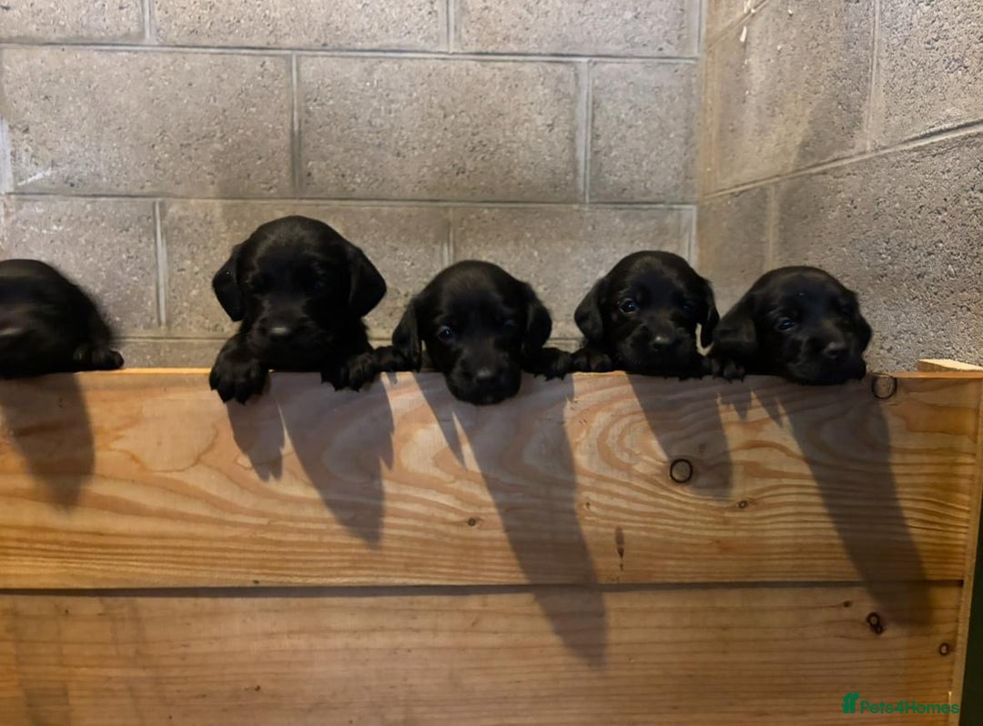 Springador dogs for sale: Stunning black/black&white springador pups - Image 7