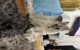Persian cats for sale: 2 year old male Persian doll face chinchilla  - Image 5
