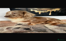 Dachshund dogs for sale: Minnature Long Haired Dachshund puppies  - Image 14