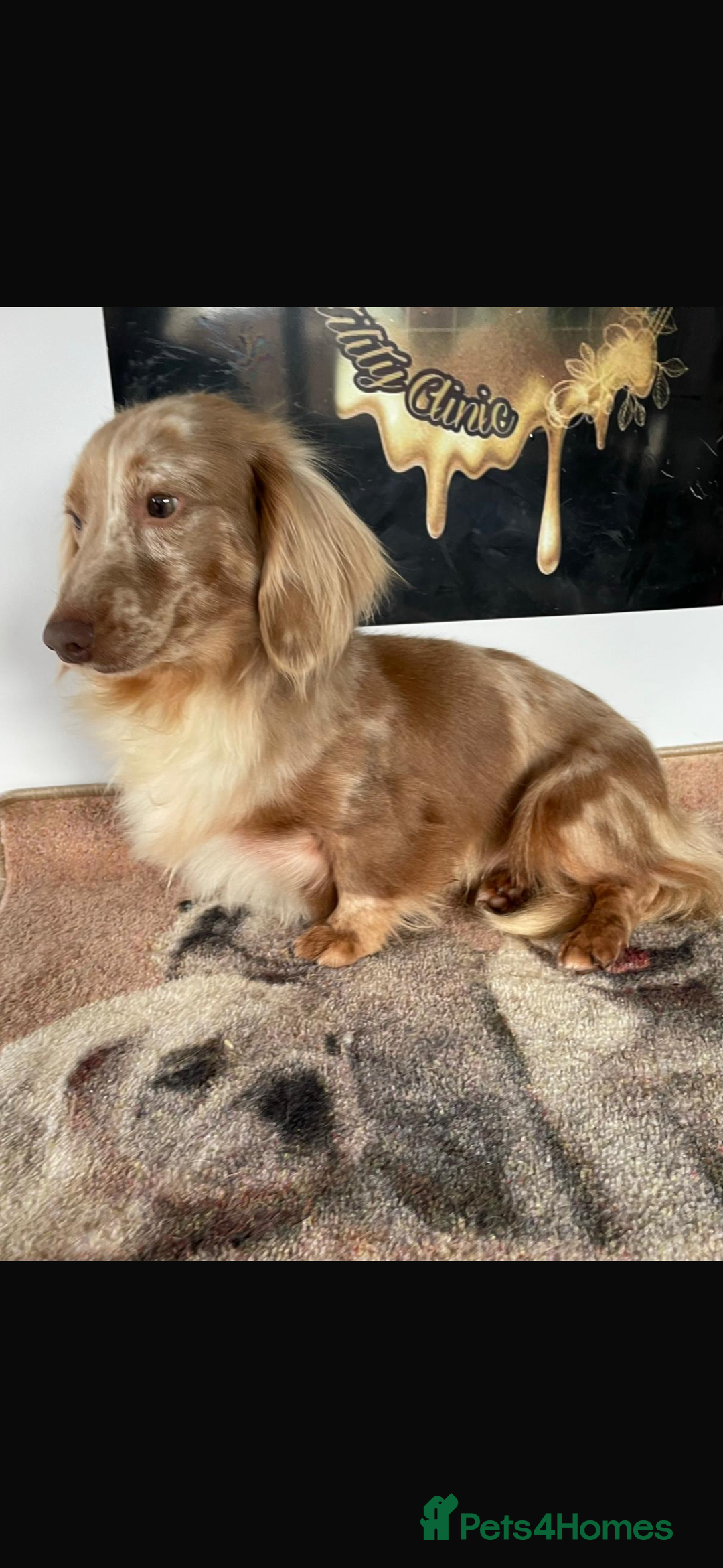 Dachshund dogs for sale: Minnature Long Haired Dachshund puppies  - Image 14
