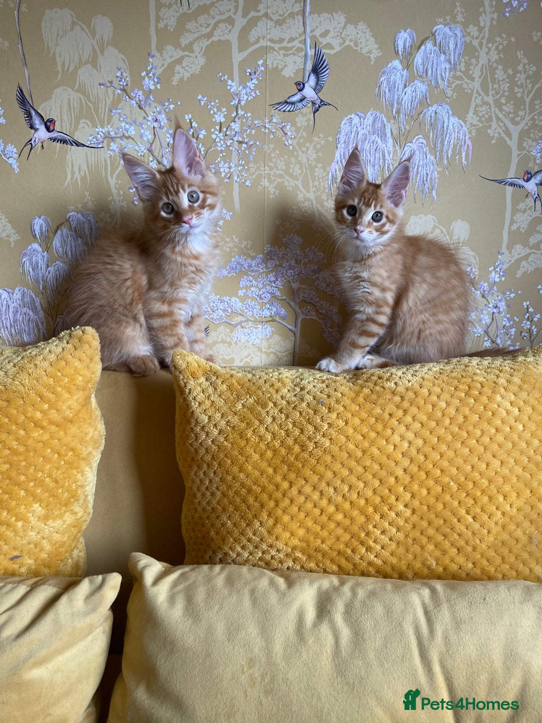 Maine Coon cats for sale: GCCF registered Dog 🐶 Friendly  - Advert 18