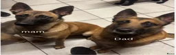 Belgian Shepherd Dog dogs for sale: Belgian Malinois Puppies Ready for Loving Homes in Darlington - Advert 10
