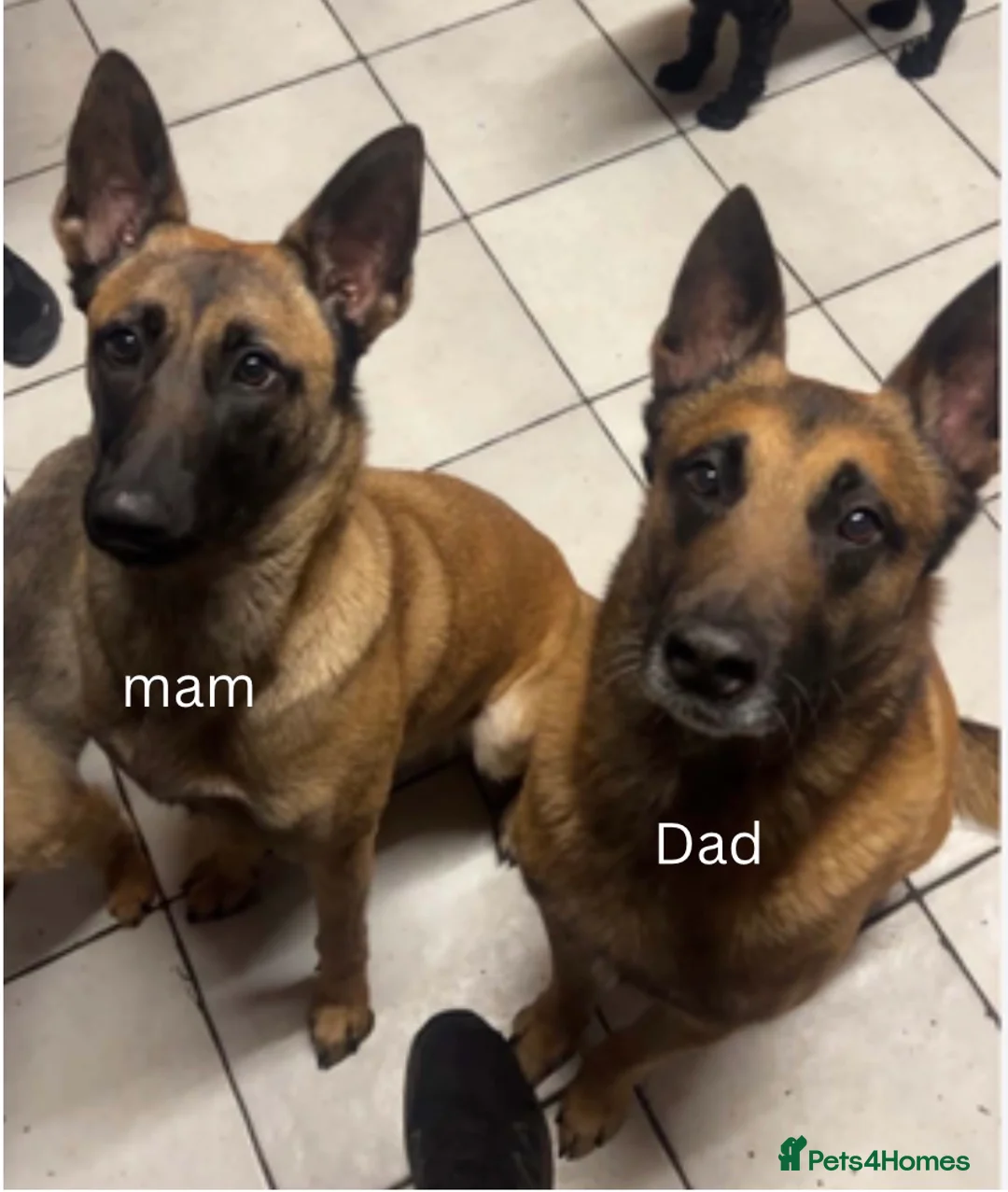 Belgian Shepherd Dog dogs for sale: Belgian Malinois Puppies Ready for Loving Homes in Darlington - Advert 10